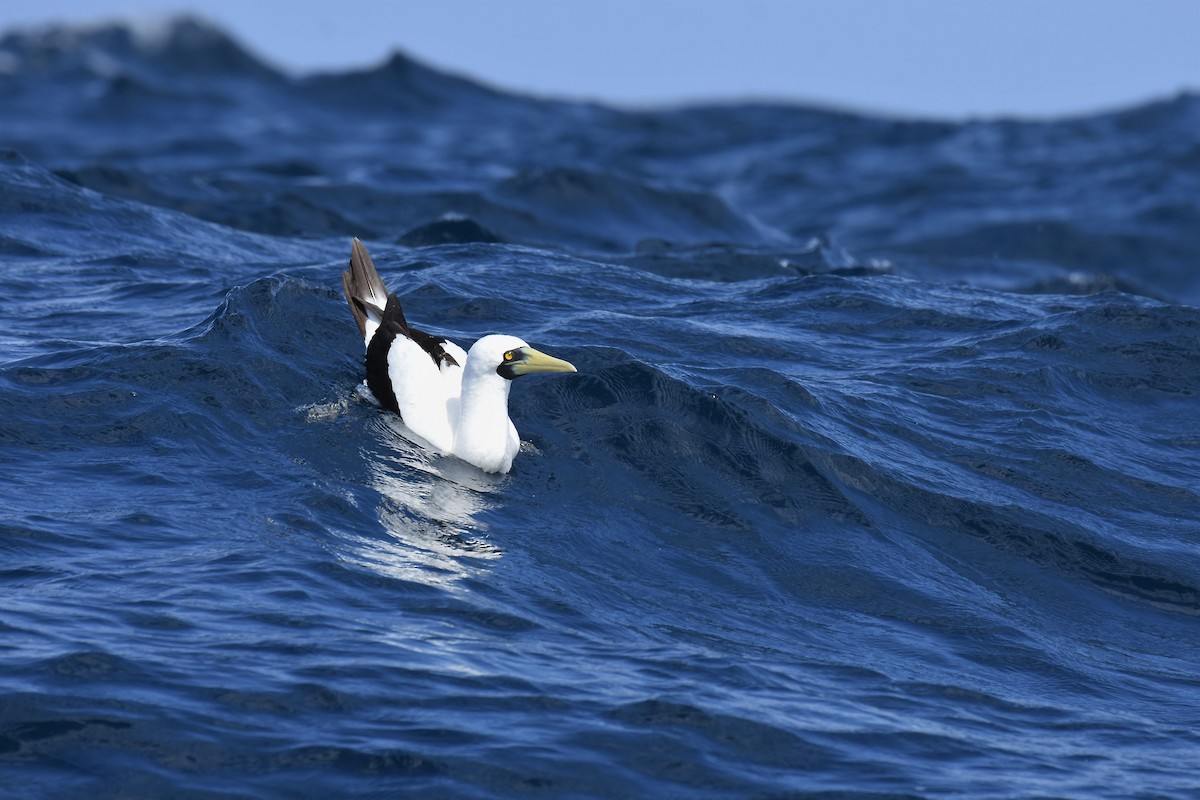 Masked Booby - ML312033691