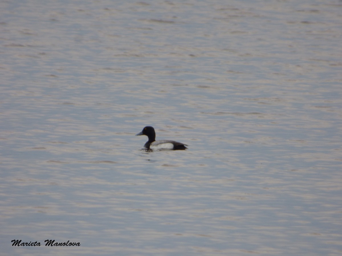 Greater Scaup - ML31203411