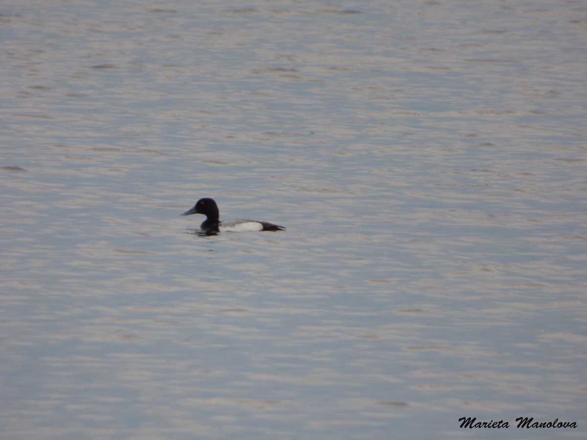 Greater Scaup - ML31203421