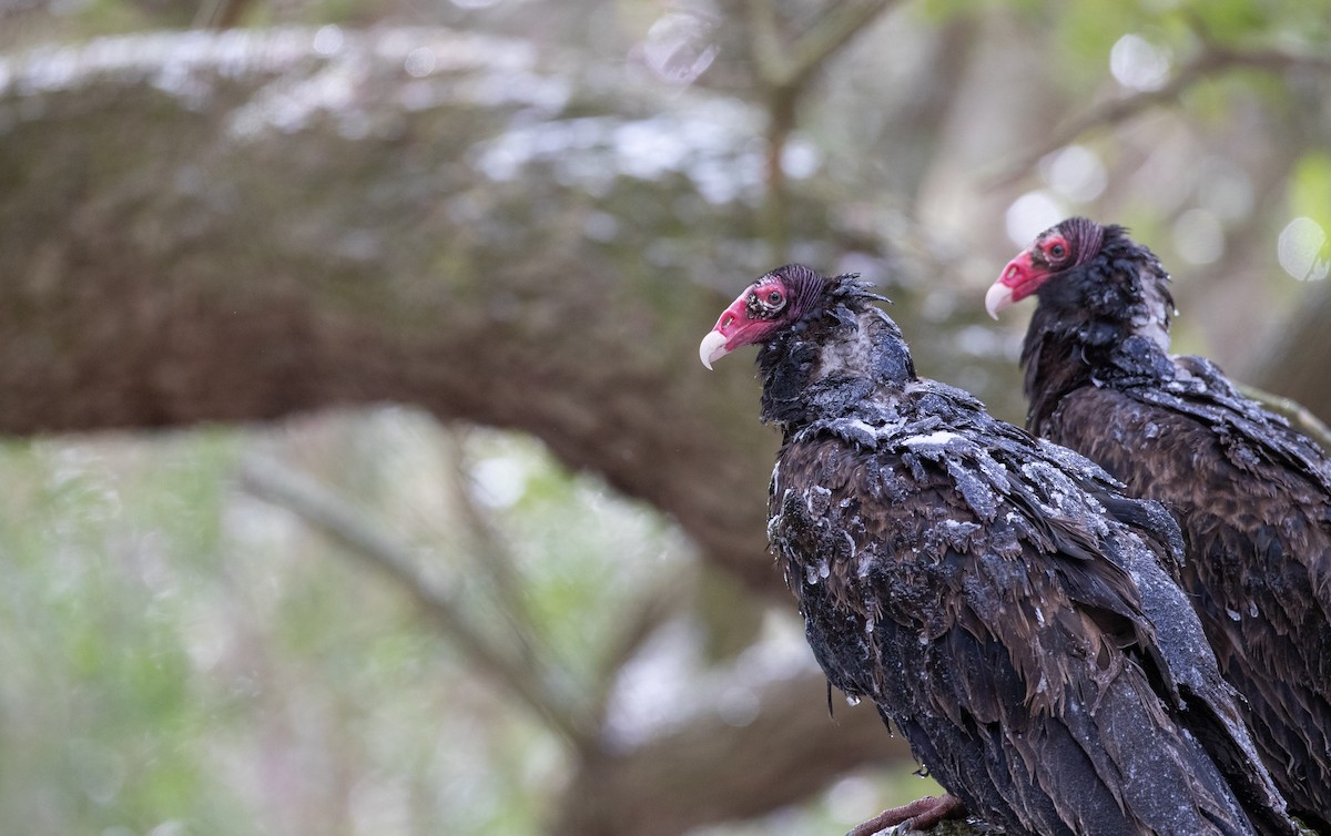 Turkey Vulture - Ian Davies