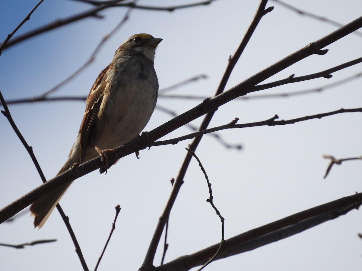 White-throated Sparrow - James Lukenda