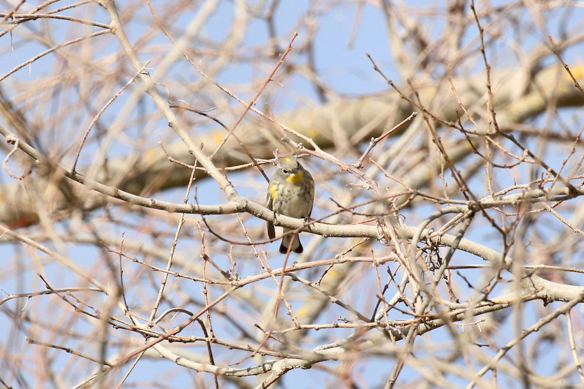 Yellow-rumped Warbler (Audubon's) - Henry Burton