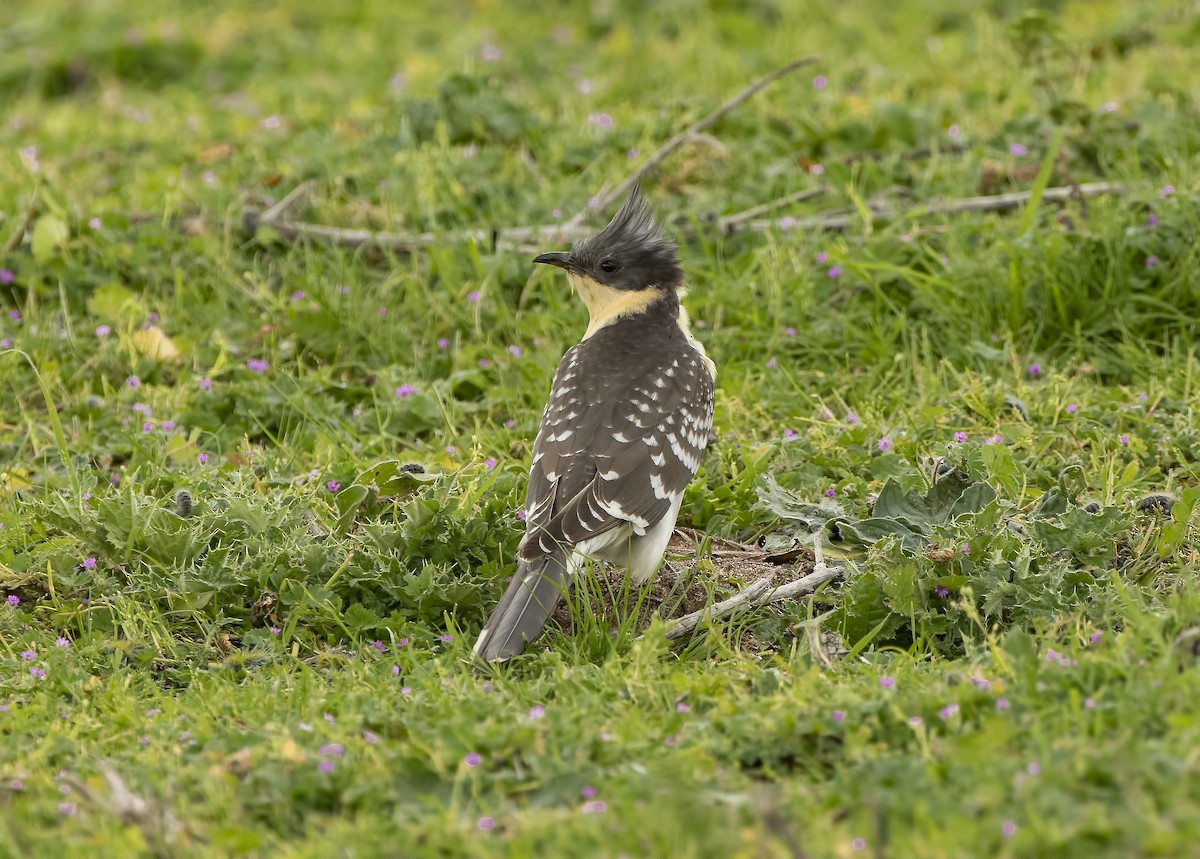 Great Spotted Cuckoo - ML312040931