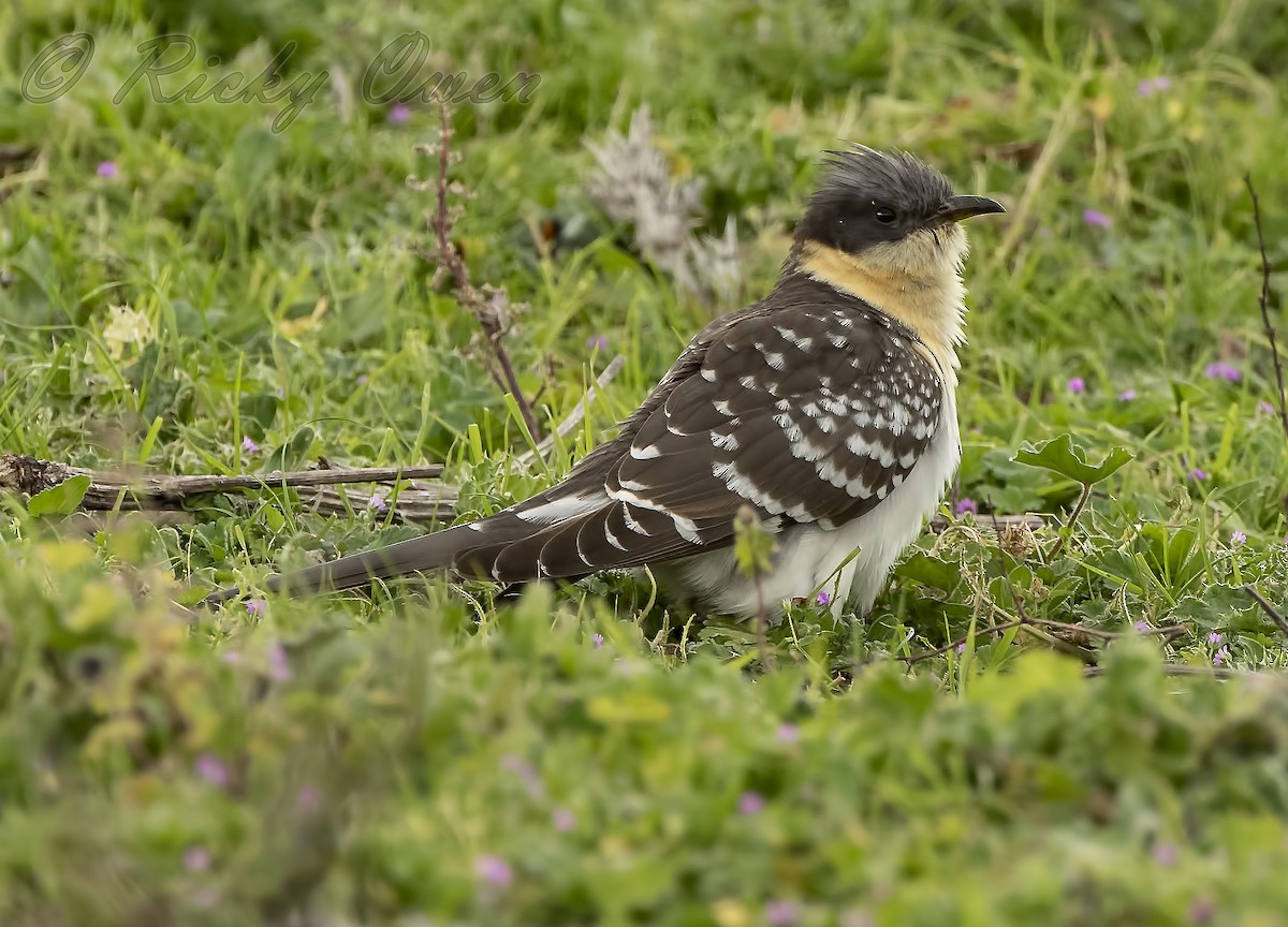 Great Spotted Cuckoo - ML312041301