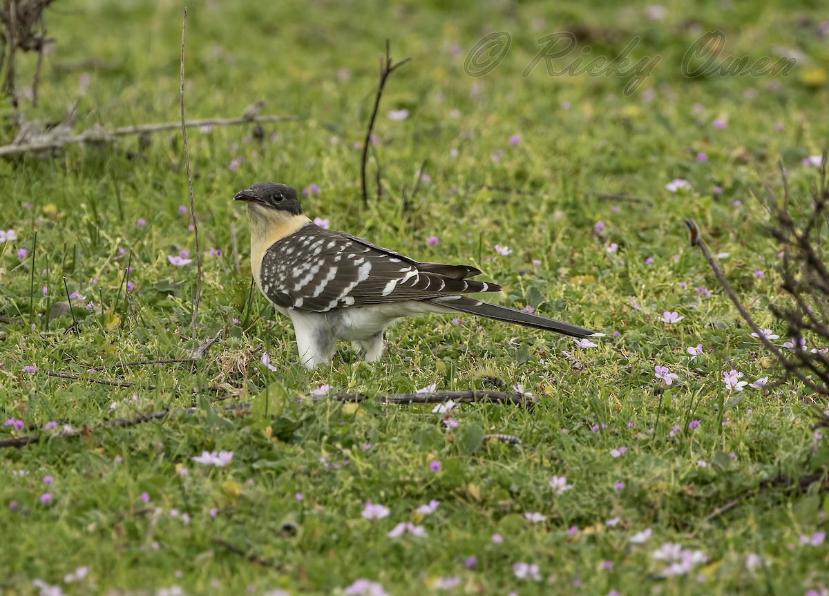 Great Spotted Cuckoo - ML312041691