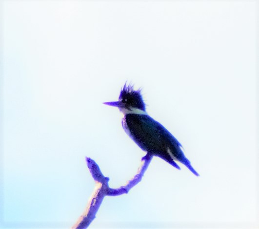 Belted Kingfisher - ML312043251
