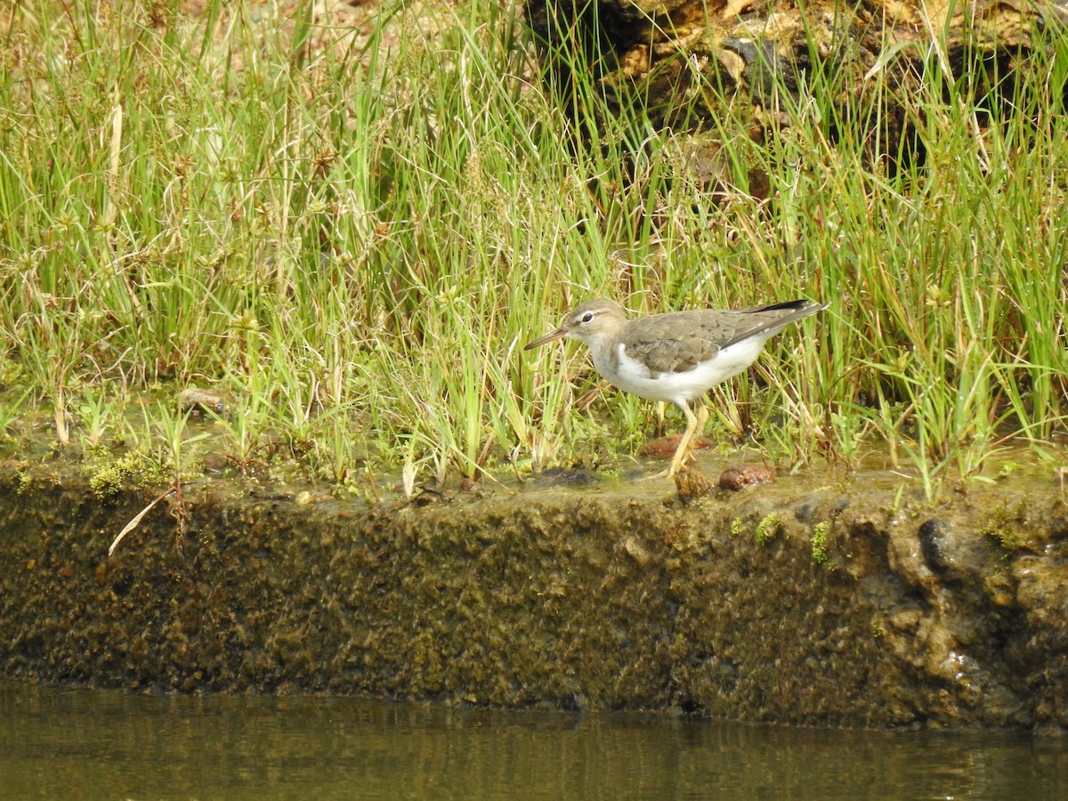 Spotted Sandpiper - Jhony Mangash Macas