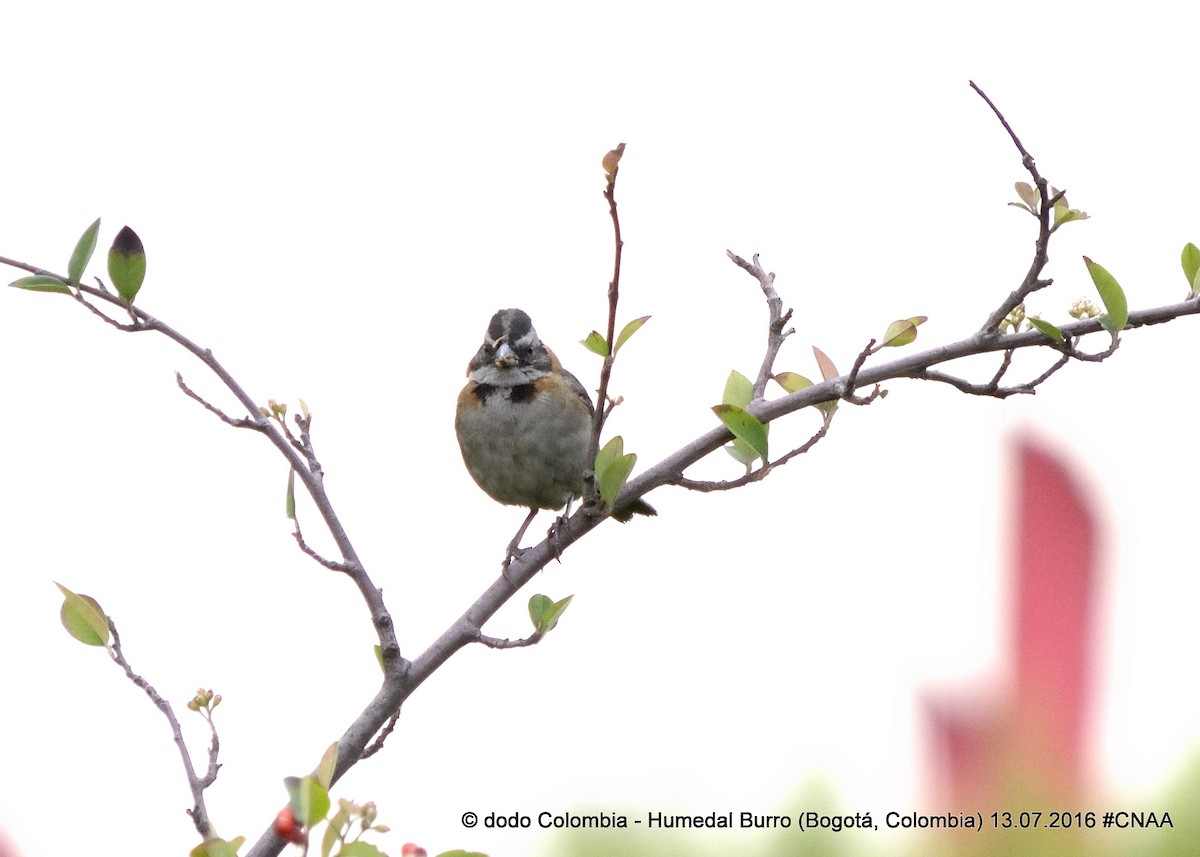 Rufous-collared Sparrow - ML31204651
