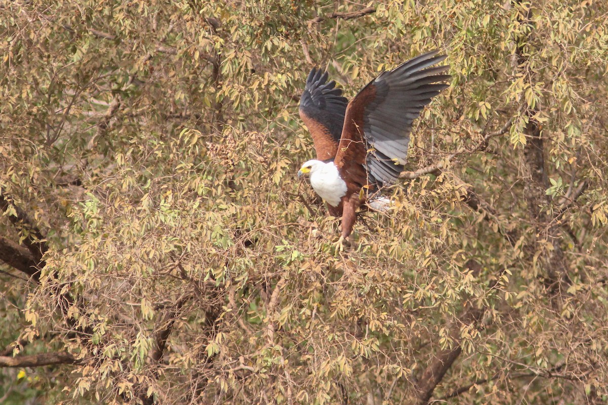 African Fish-Eagle - ML312046891