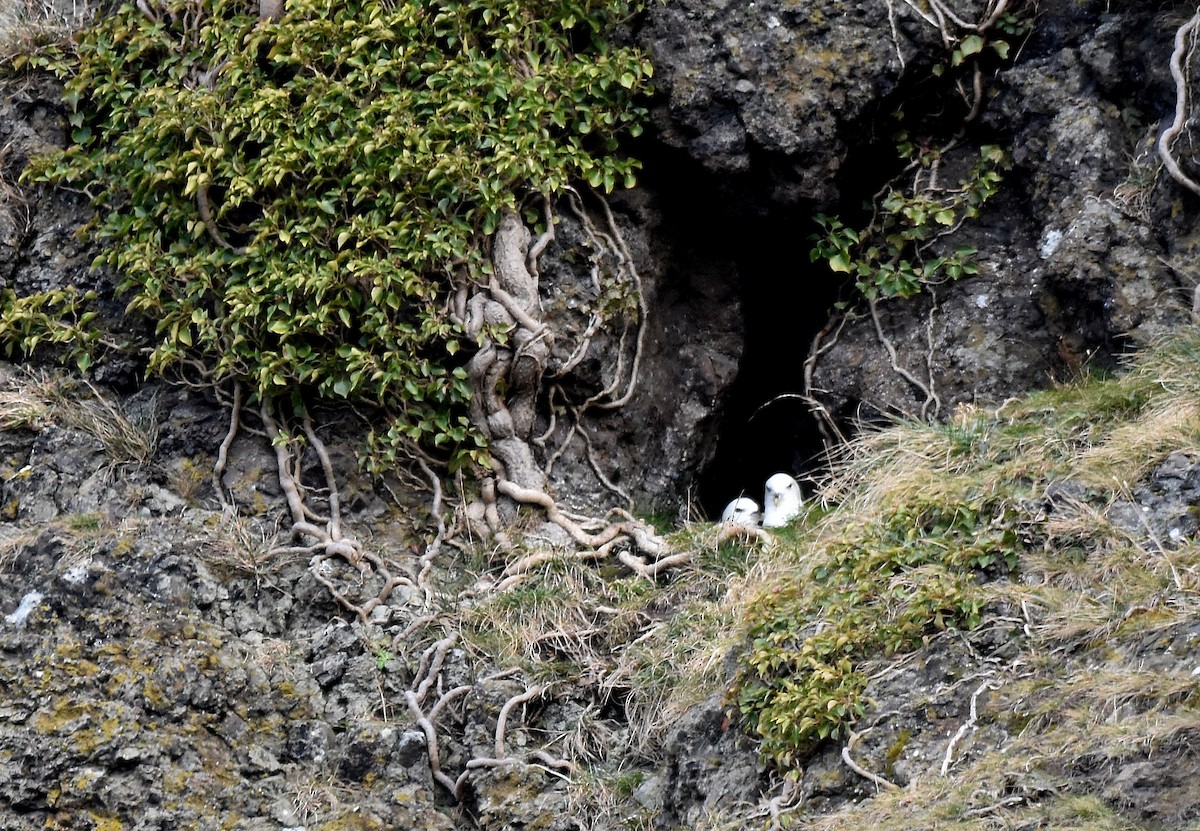 Northern Fulmar - ML312047621