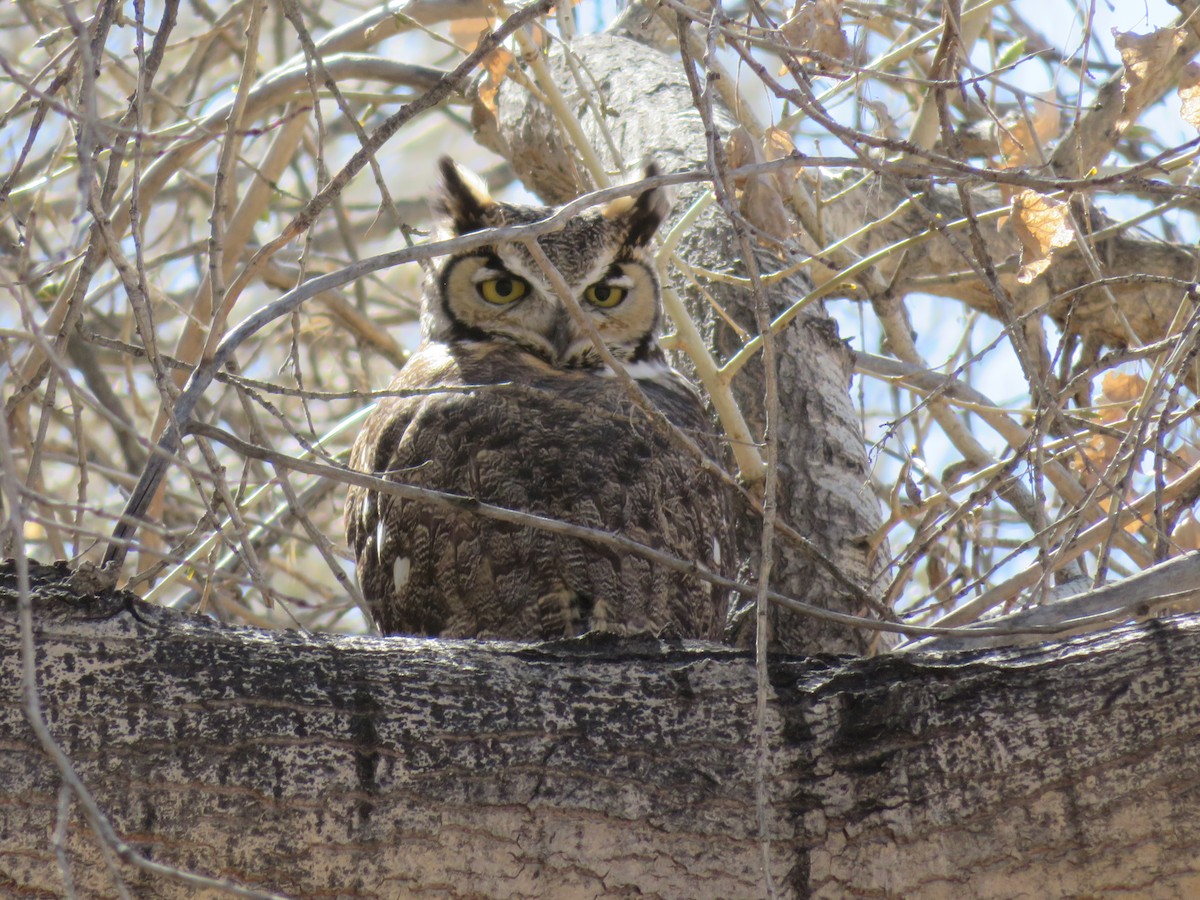 Great Horned Owl - ML312048691