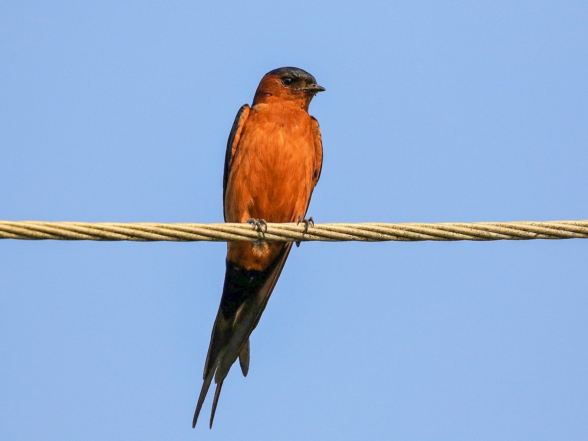 Rufous-bellied Swallow - Cecropis badia - Birds of the World