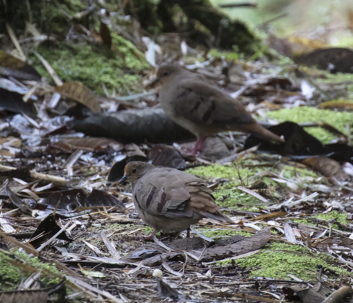 Maroon-chested Ground Dove - ML312053701