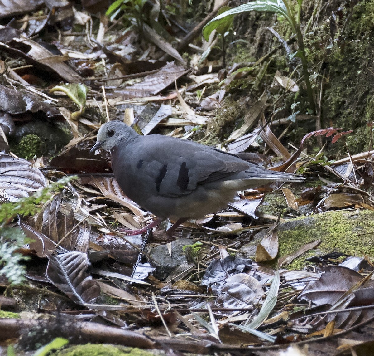 Maroon-chested Ground Dove - ML312053711