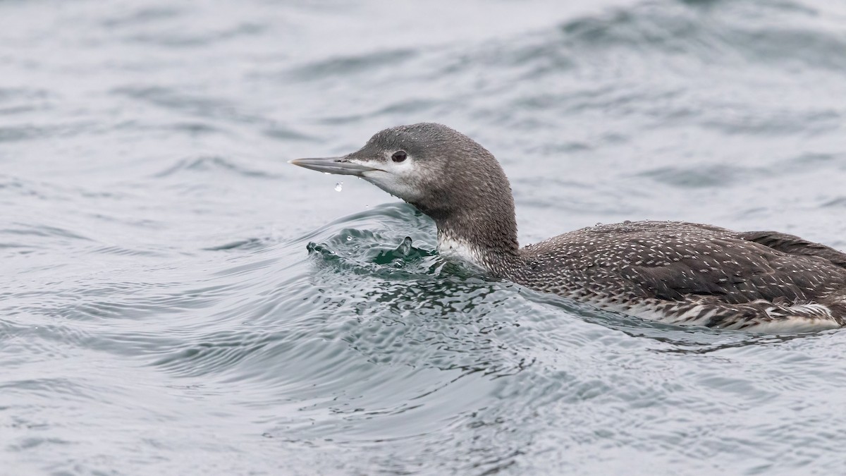 Red-throated Loon - Sam Zhang