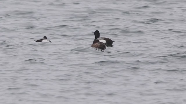 Greater Scaup - ML312058221