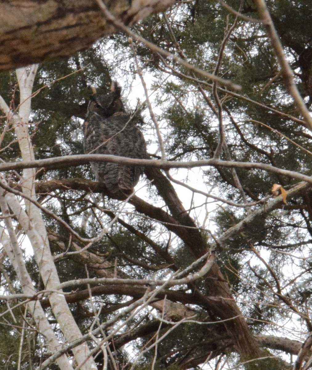 Great Horned Owl - ML312058771