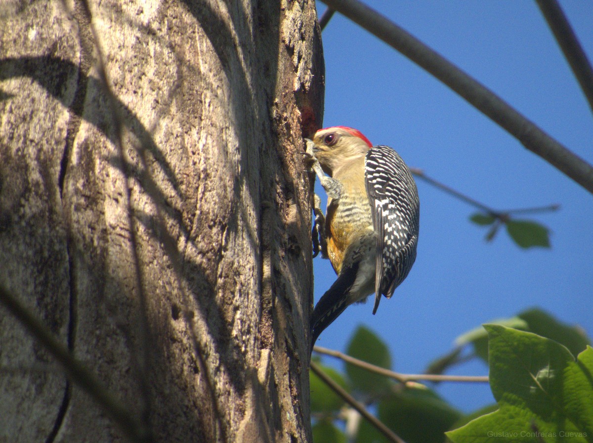 Golden-fronted Woodpecker (Velasquez's) - Gustavo Contreras Cuevas