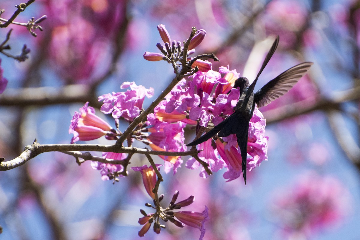 Swallow-tailed Hummingbird - ML31207691