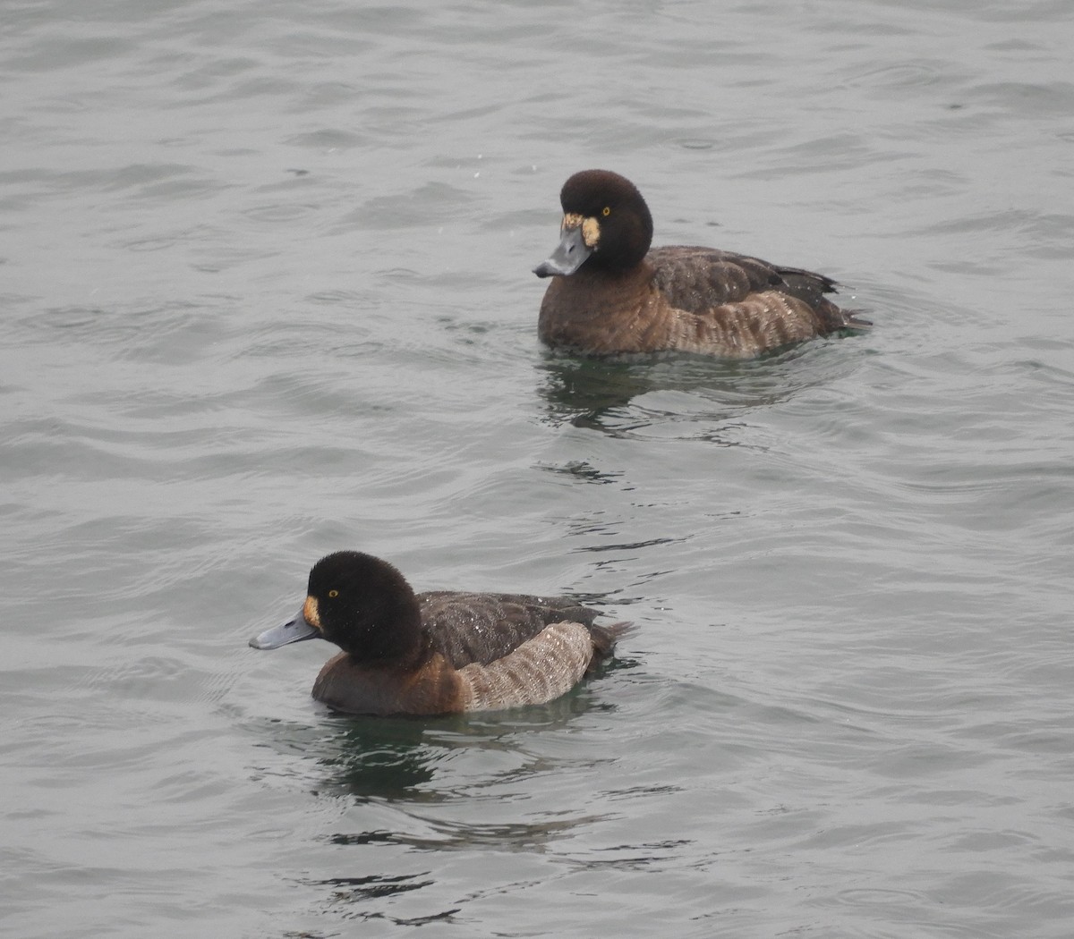 Greater Scaup - ML312078401