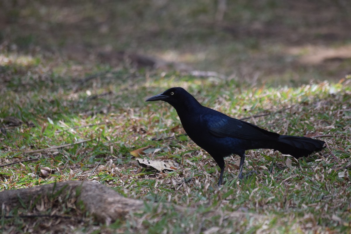 Great-tailed Grackle - ML312079921
