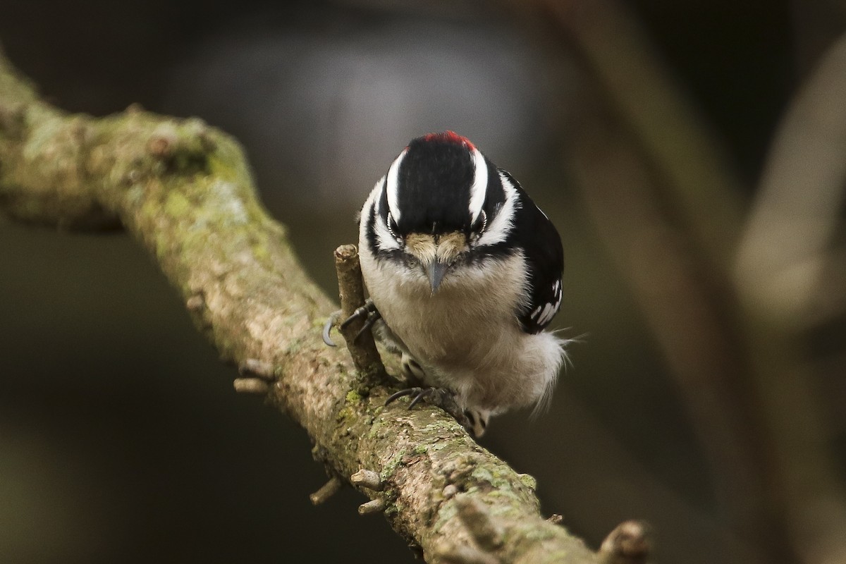 Downy Woodpecker - Jefferson Shank