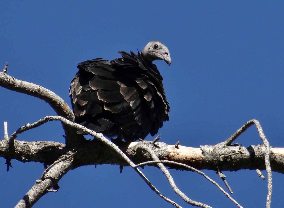 Turkey Vulture - Cara Barnhill