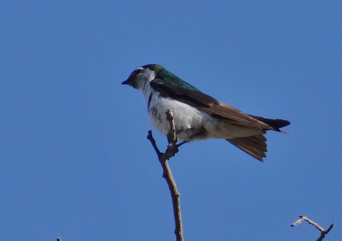 Violet-green Swallow - ML31208651