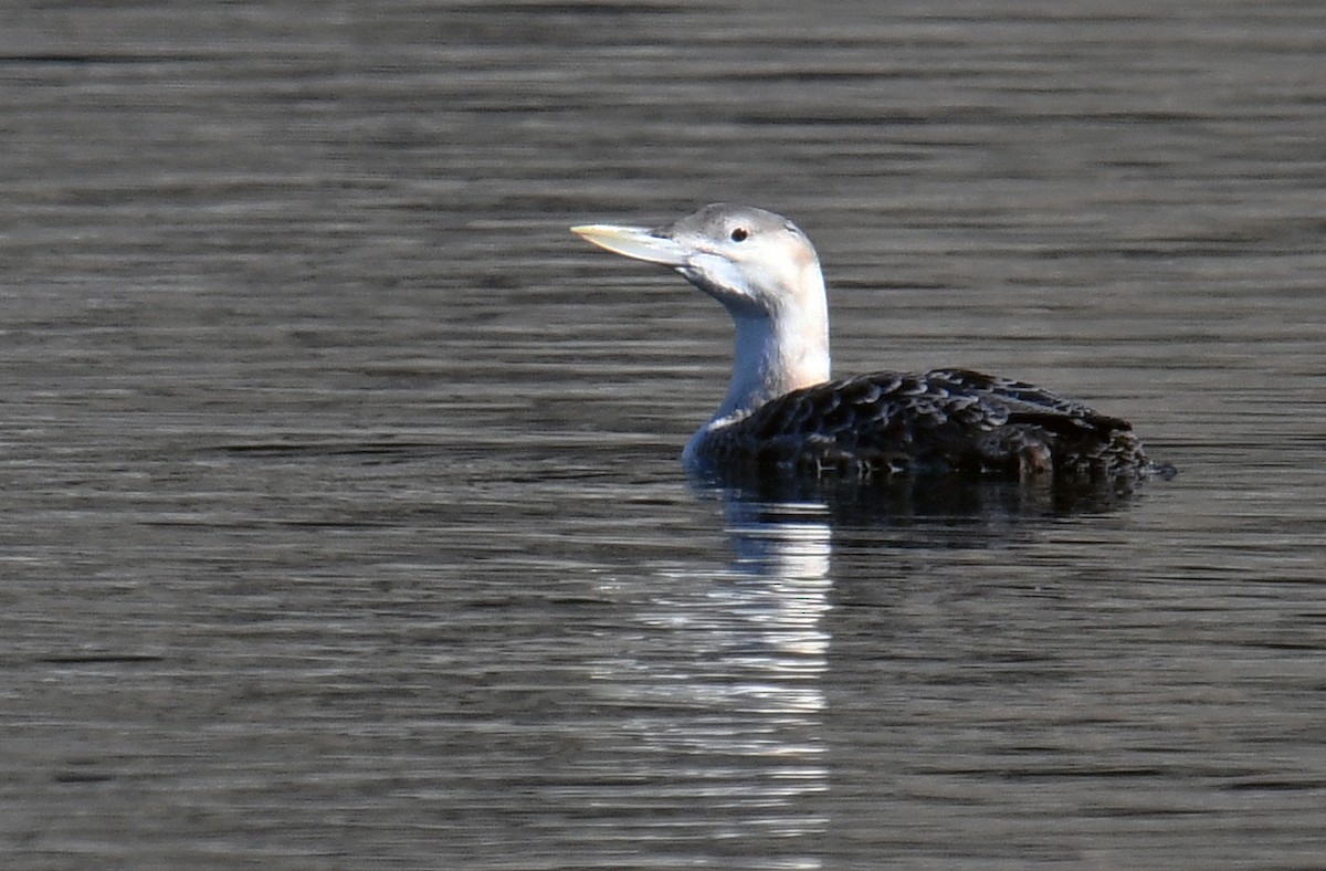 Yellow-billed Loon - Marilyn Hedges