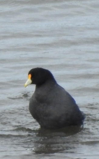 White-winged Coot - ML312090011
