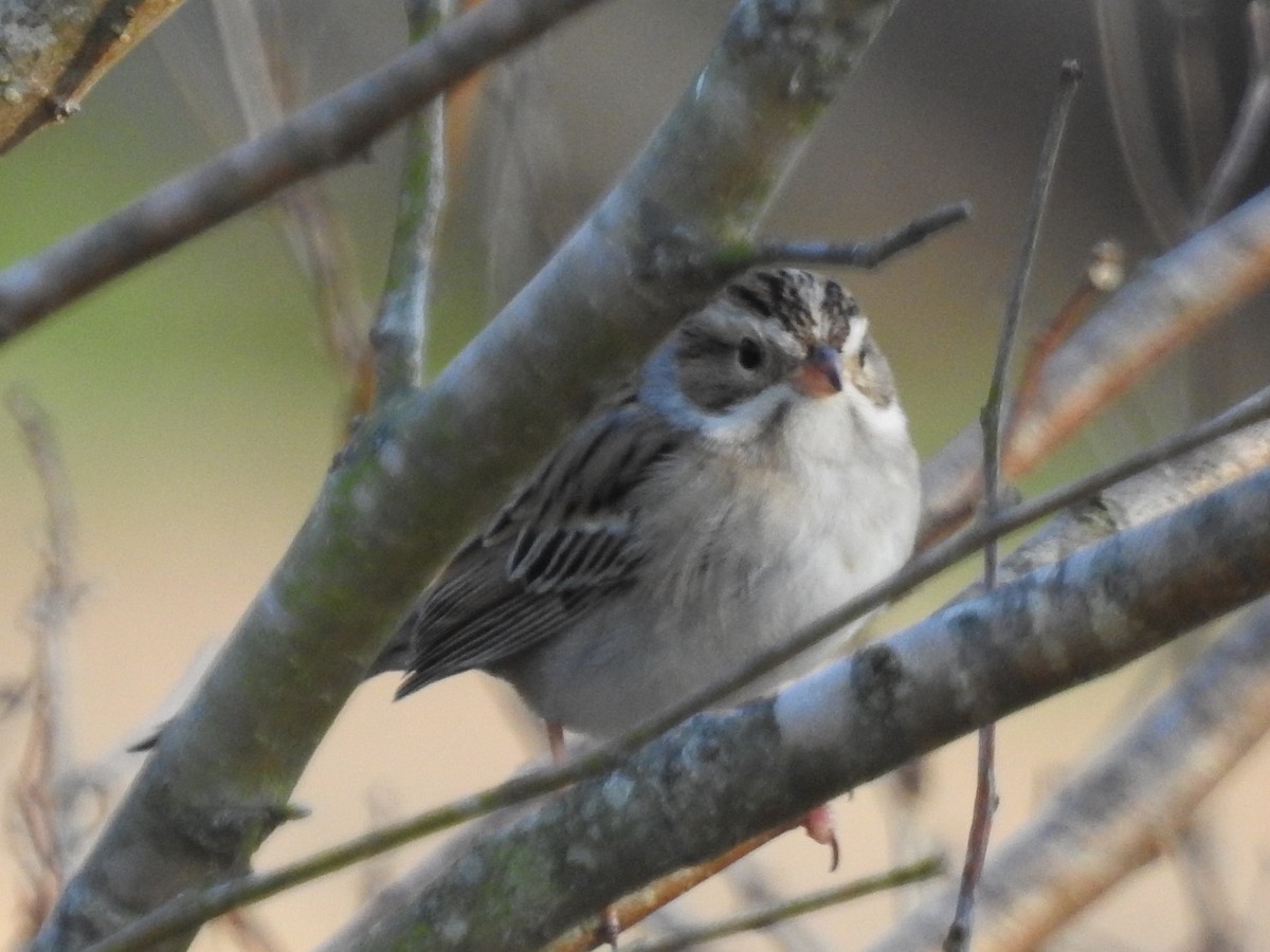 Clay-colored Sparrow - ML312090351