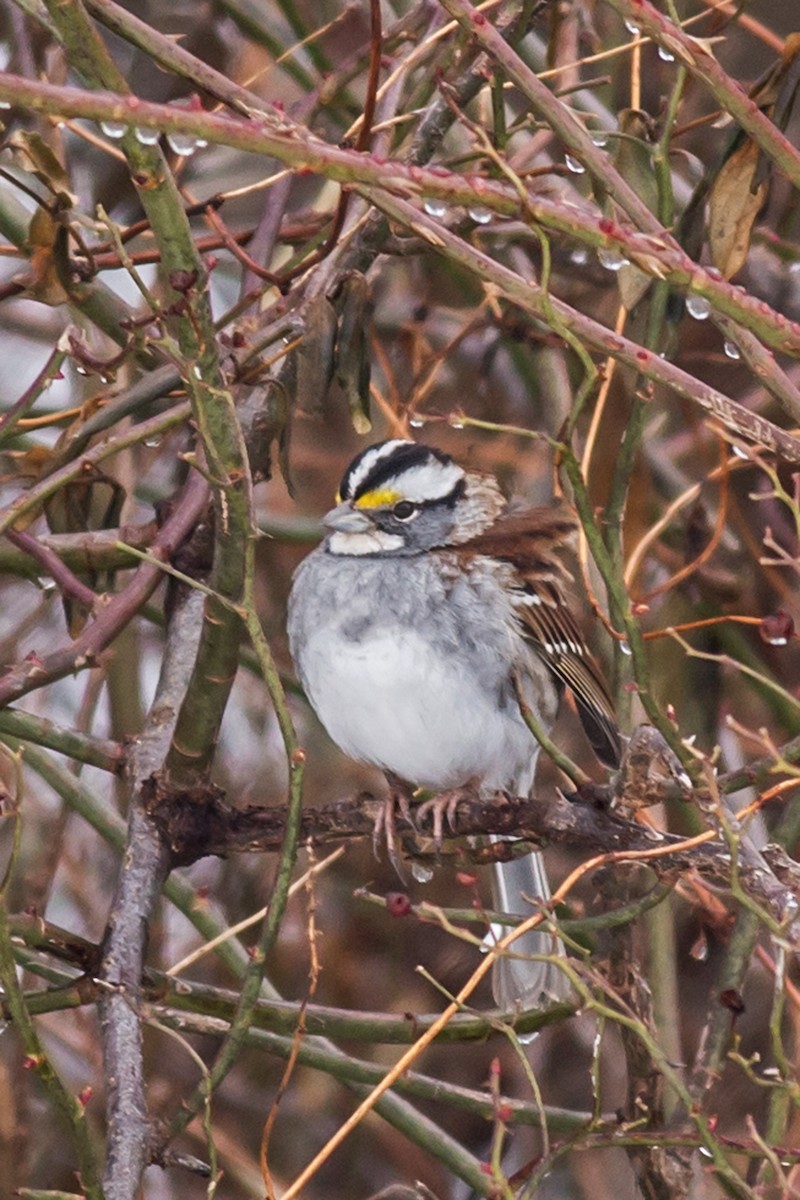White-throated Sparrow - ML312094141
