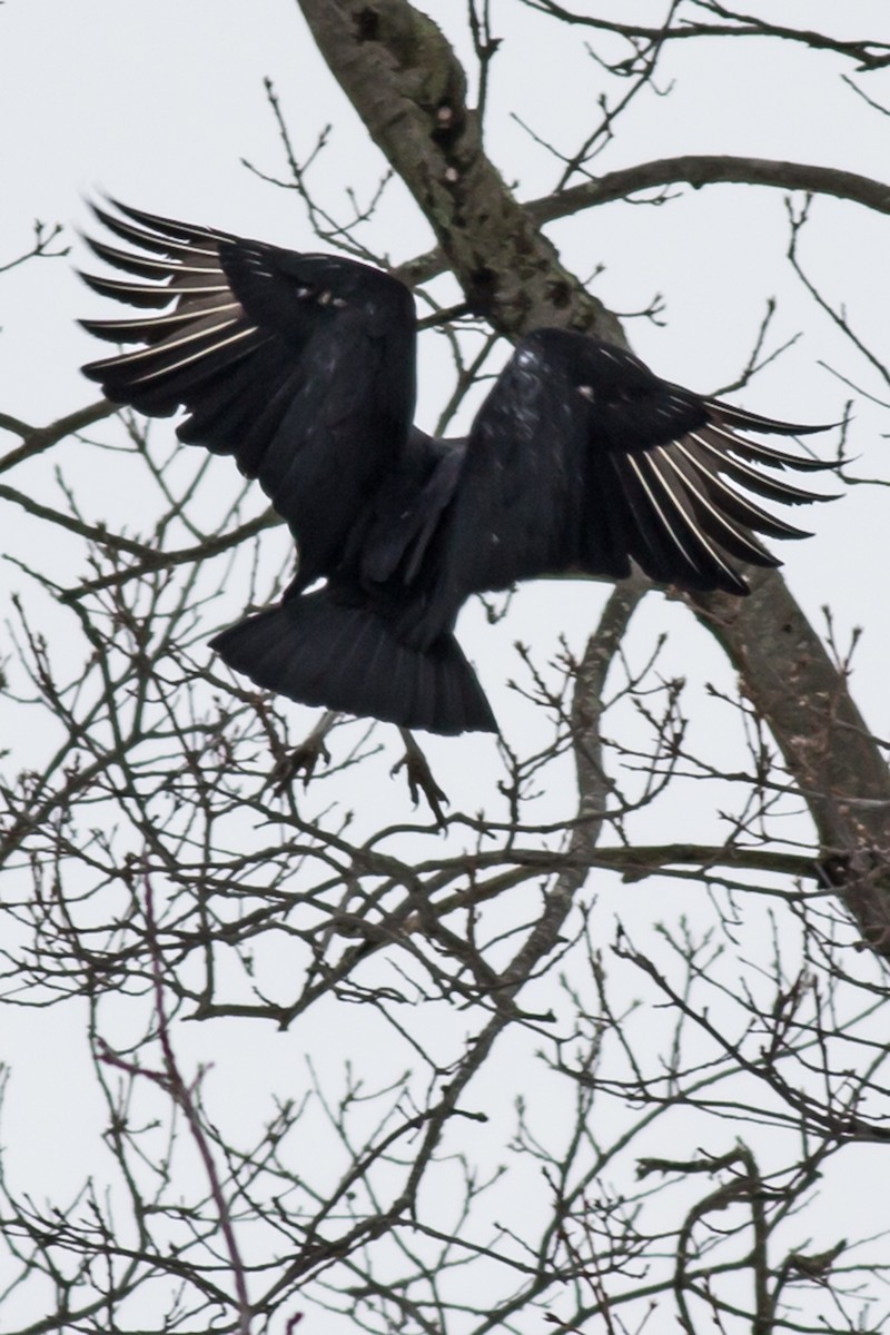 Black Vulture - William Keim
