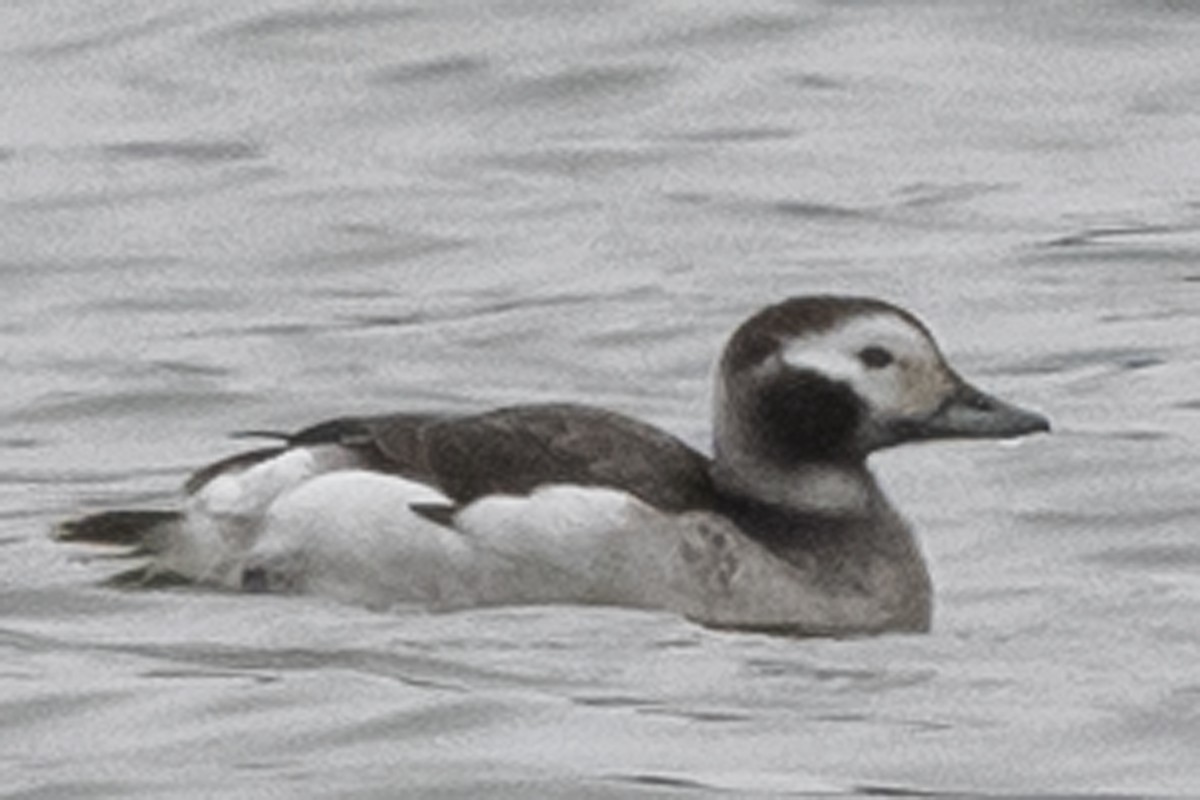 Long-tailed Duck - ML312098161