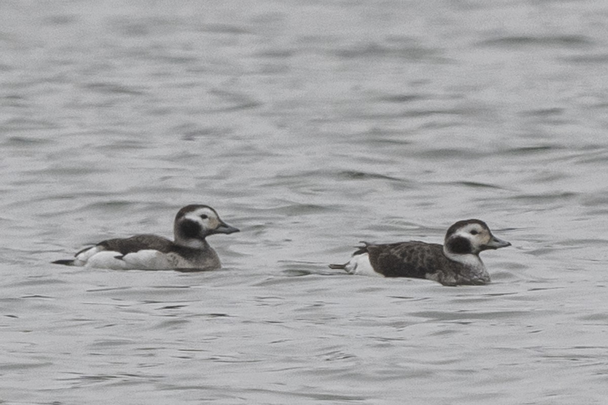 Long-tailed Duck - ML312098181