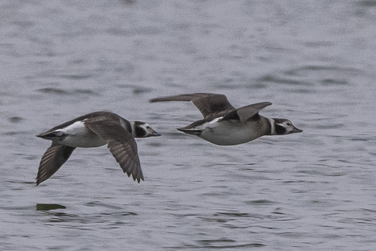 Long-tailed Duck - ML312098211