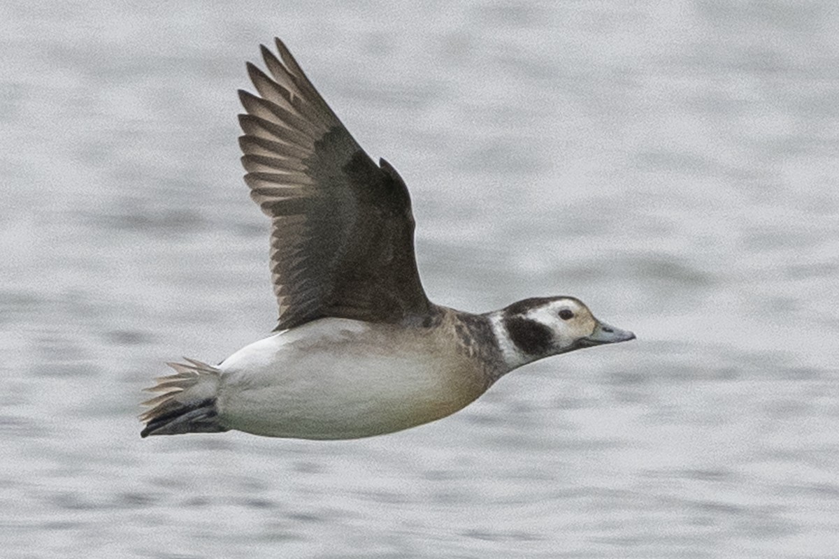 Long-tailed Duck - ML312098221