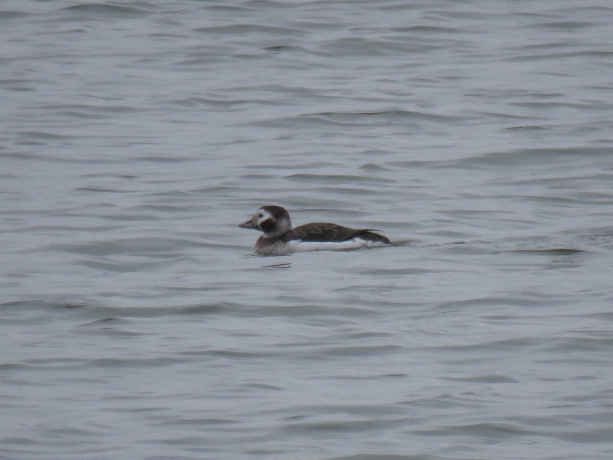 Long-tailed Duck - ML312098771