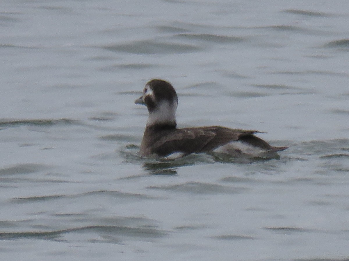 Long-tailed Duck - ML312098951