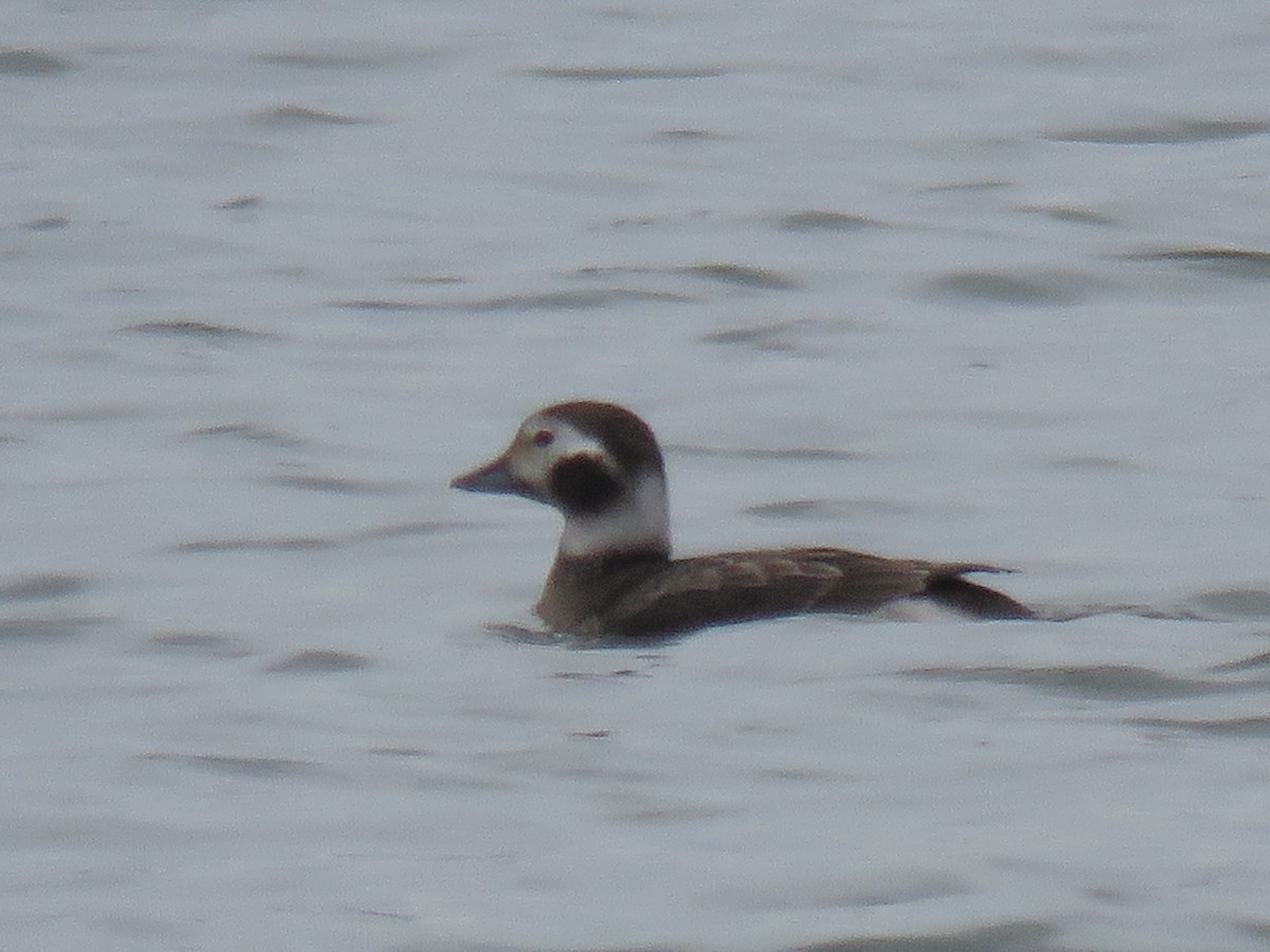 Long-tailed Duck - ML312099191