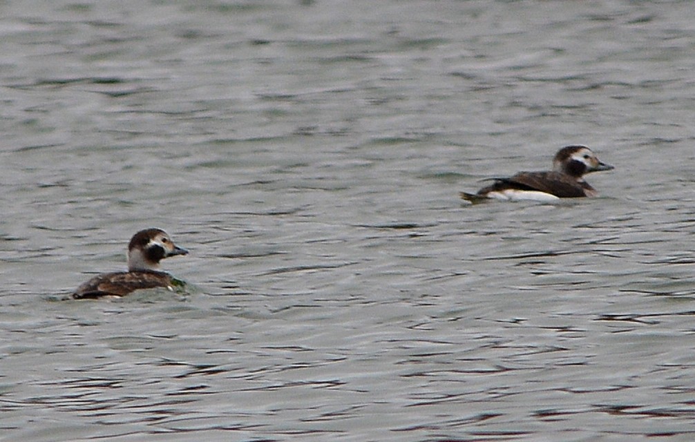 Long-tailed Duck - ML312101681
