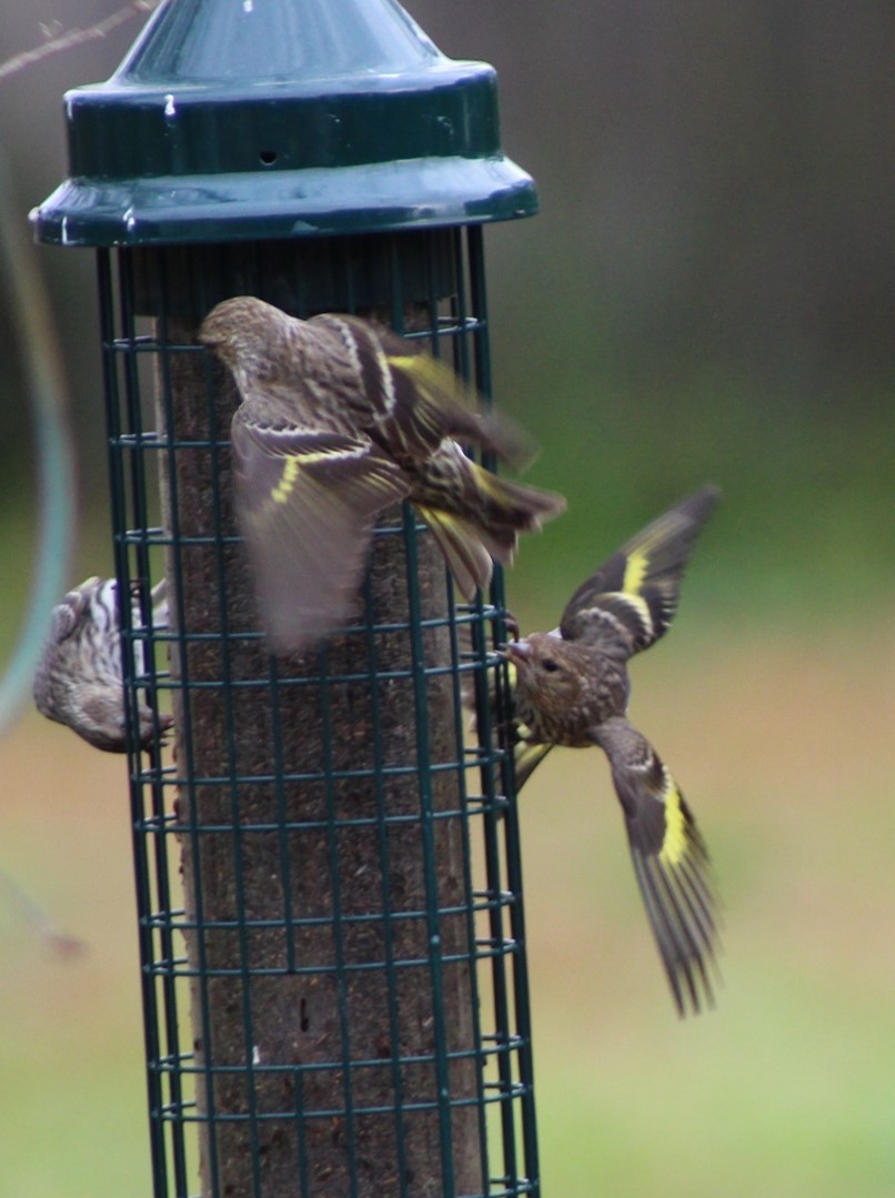 eBird Checklist 27 Feb 2021 100 Bayou Onion Lane, Thibodaux, Louisiana, US (29.882, 90.799