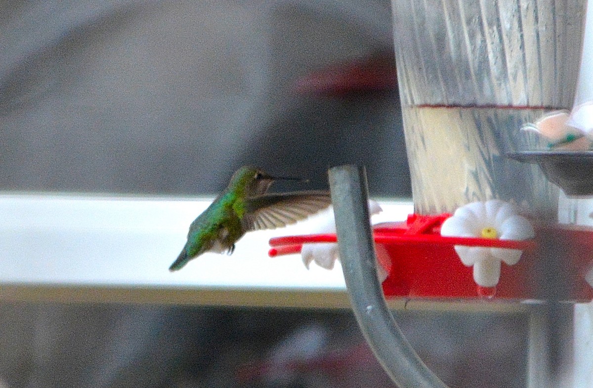 Anna's Hummingbird - Rhonda Townsend