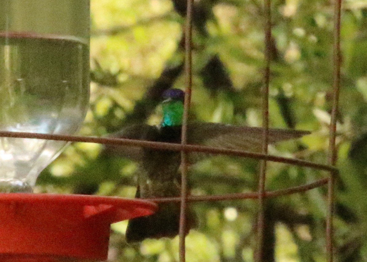 Rivoli's Hummingbird - ML312106451