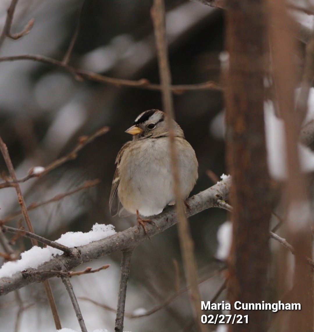 White-crowned Sparrow (pugetensis) - Maria Cunningham