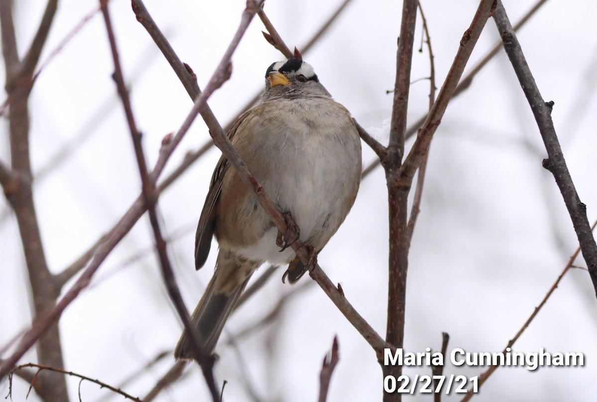 White-crowned Sparrow (pugetensis) - ML312109591