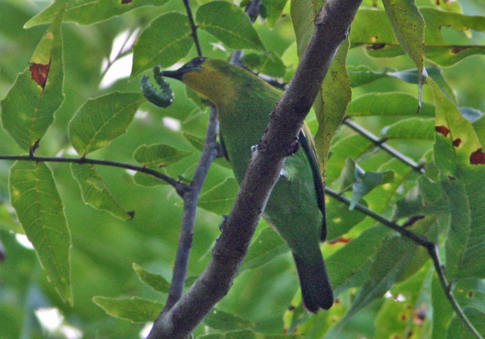 Yellow-throated Leafbird - ML312112621