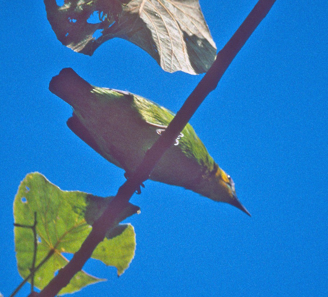 Yellow-throated Leafbird - ML312114121