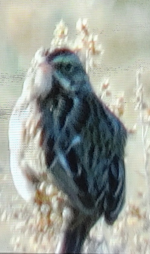 Savannah Sparrow - ML312123491