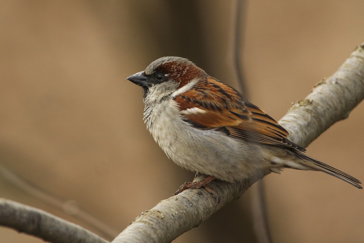 House Sparrow - Jefferson Shank